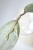 Hoya Elliptica Siver
