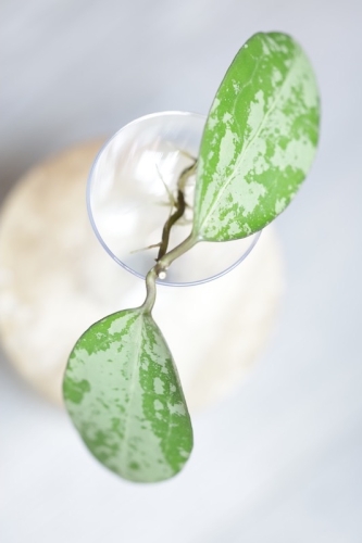 Hoya Elliptica Siver