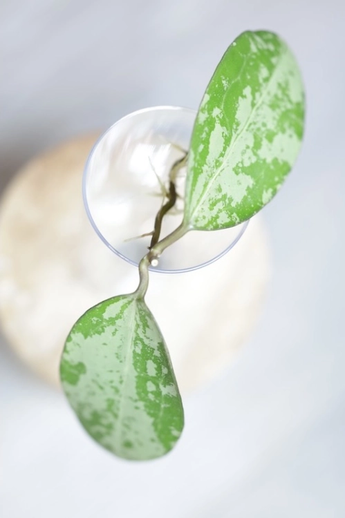 Hoya Elliptica Siver