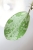 Hoya Elliptica Siver