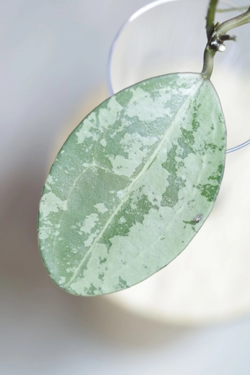 Hoya Elliptica Siver