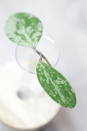 Hoya Elliptica Siver