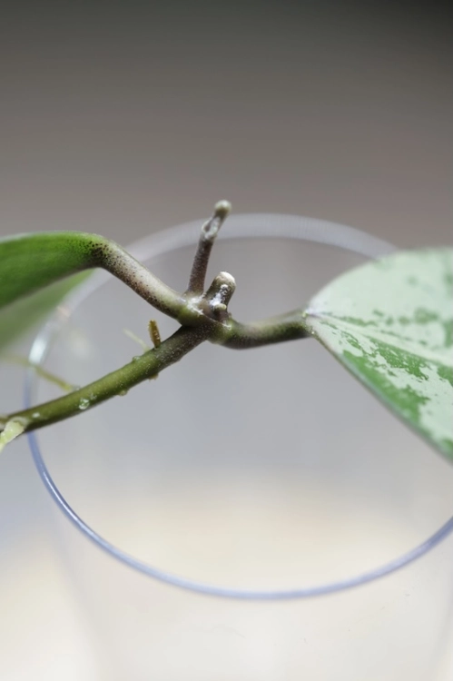 Hoya Elliptica Siver