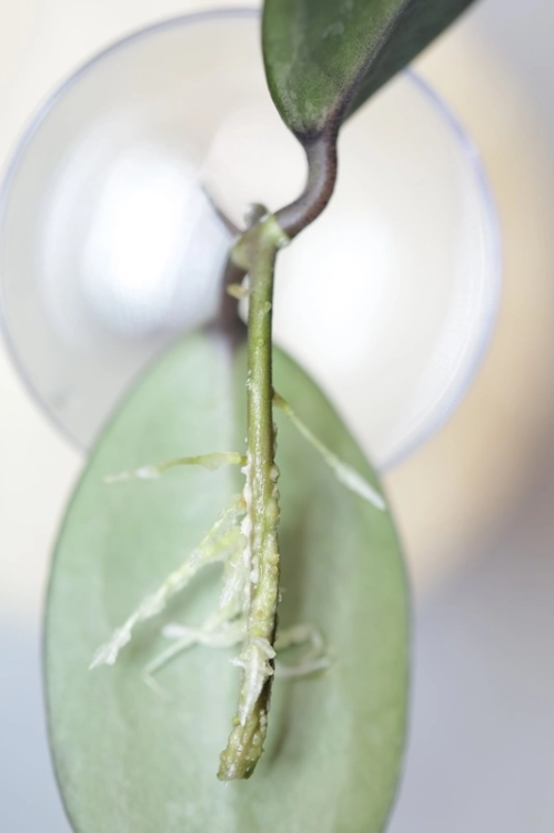 Hoya Elliptica Siver