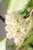 Hoya Crassipetiolata Variegated