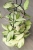 Hoya Crassipetiolata Variegated