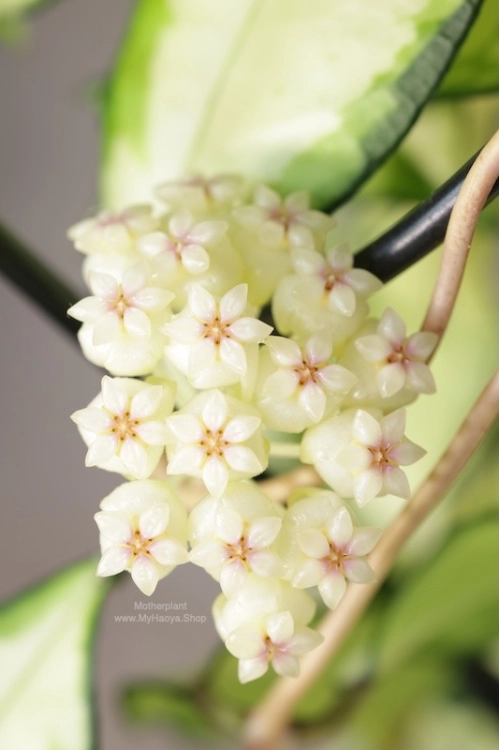 Hoya Crassipetiolata Variegated