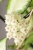 Hoya Crassipetiolata Variegated
