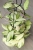 Hoya Crassipetiolata Variegated