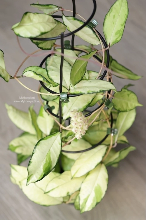 Hoya Crassipetiolata Variegated