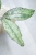 Hoya Finlaysonii EPC-317 Silver