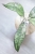 Hoya Finlaysonii EPC-317 Silver
