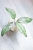 Hoya Finlaysonii EPC-317 Silver