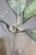 Hoya Finlaysonii EPC-317 Silver