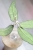 Hoya Finlaysonii EPC-317 Silver