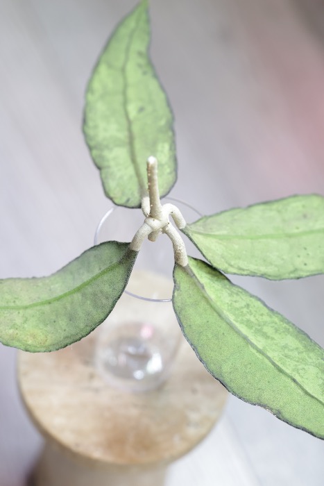 Hoya Finlaysonii EPC-317 Silver