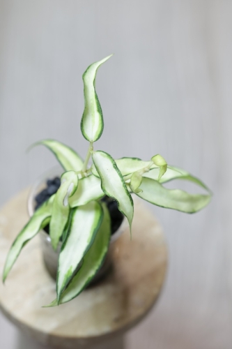 Hoya Burmanica Variegata