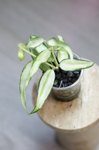 Hoya Burmanica Variegata