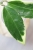 Hoya Suet Jade' albomarginata (verticillata var. yangzhi)