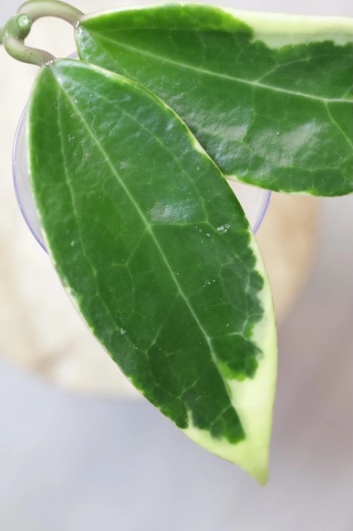 Hoya Suet Jade' albomarginata (verticillata var. yangzhi)