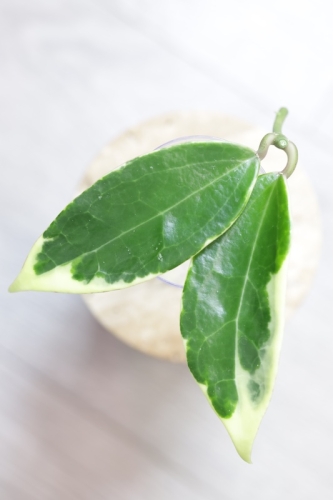 Hoya Suet Jade' albomarginata (verticillata var. yangzhi)