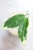 Hoya Suet Jade' albomarginata (verticillata var. yangzhi)