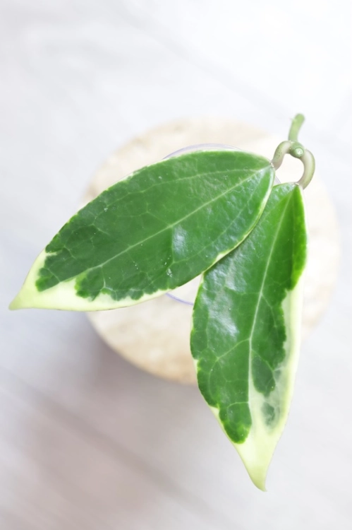 Hoya Suet Jade' albomarginata (verticillata var. yangzhi)