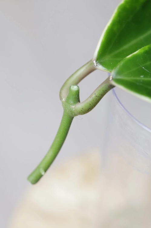 Hoya Suet Jade' albomarginata (verticillata var. yangzhi)