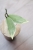 Hoya Suet Jade' albomarginata (verticillata var. yangzhi)