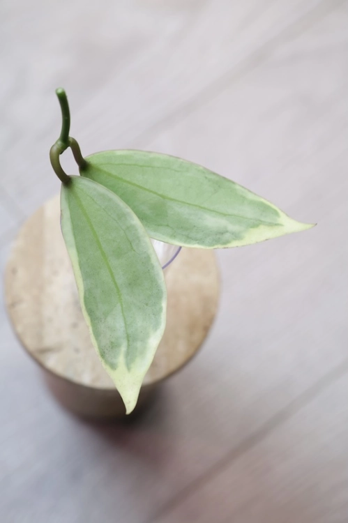 Hoya Suet Jade' albomarginata (verticillata var. yangzhi)
