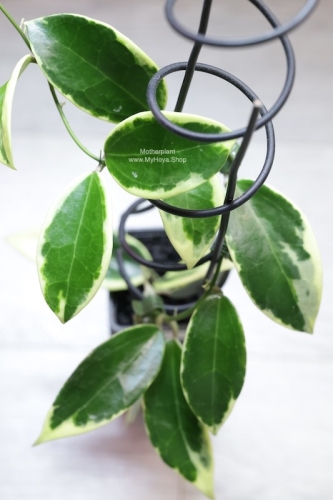 Hoya Suet Jade' albomarginata (verticillata var. yangzhi)