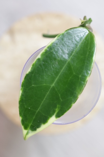 Hoya Suet Jade' albomarginata (verticillata var. yangzhi)