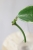 Hoya Suet Jade' albomarginata (verticillata var. yangzhi)