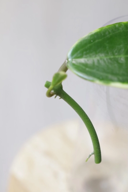 Hoya Suet Jade' albomarginata (verticillata var. yangzhi)