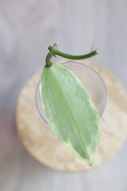 Hoya Suet Jade' albomarginata (verticillata var. yangzhi)