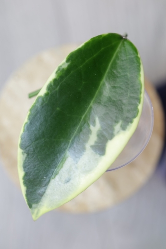 Hoya Suet Jade' albomarginata (verticillata var. yangzhi) #4
