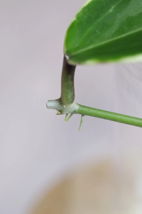 Hoya Suet Jade' albomarginata (verticillata var. yangzhi) #4