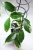 Hoya Suet Jade' albomarginata (verticillata var. yangzhi) #4