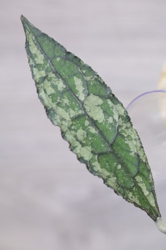 Hoya Clemensiorum Splash