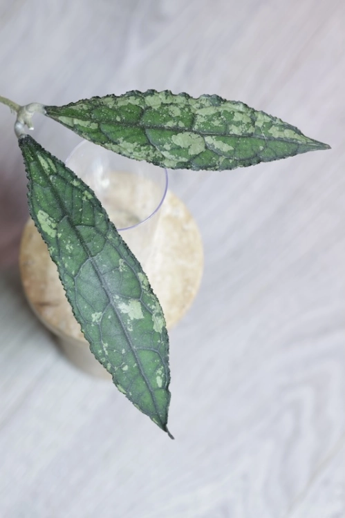 Hoya Clemensiorum Splash