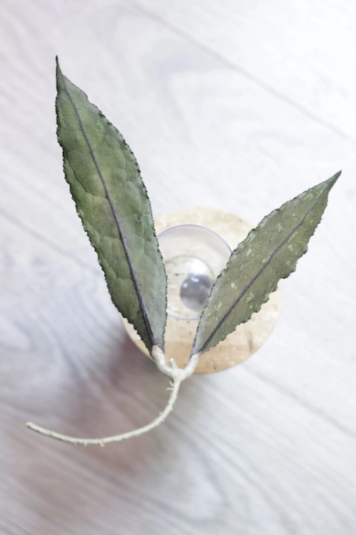 Hoya Clemensiorum Splash