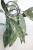 Hoya Clemensiorum Splash
