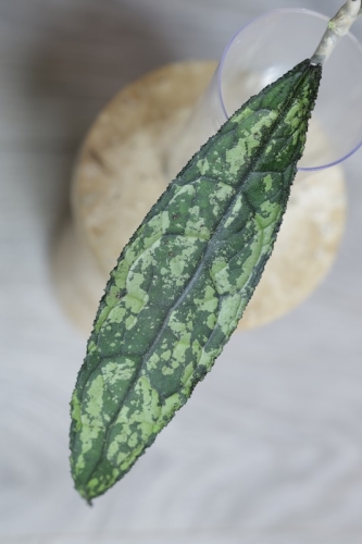 Hoya Clemensiorum Splash