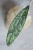Hoya Clemensiorum Splash