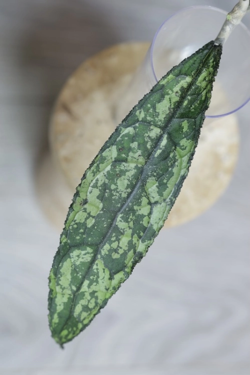 Hoya Clemensiorum Splash