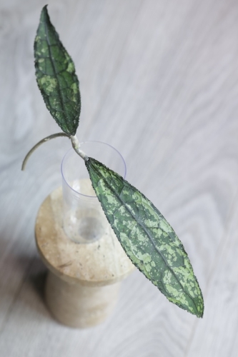 Hoya Clemensiorum Splash