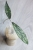 Hoya Clemensiorum Splash
