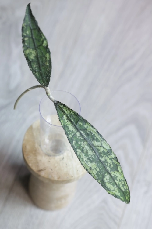 Hoya Clemensiorum Splash