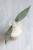 Hoya Clemensiorum Splash