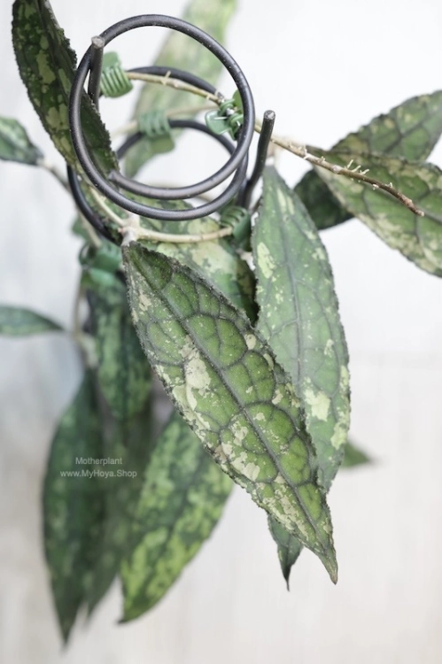 Hoya Clemensiorum Splash